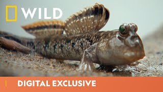 The Fish That Walks  Wild Africa  National Geographic Wild UK [upl. by Verda244]