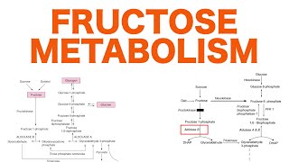 Fructose Metabolism [upl. by Omle591]