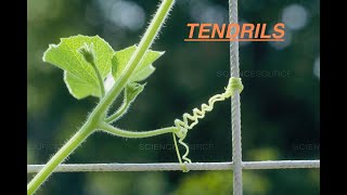 Botany  What is Tendril  प्रतान  Babbar Studypool [upl. by Gayler]