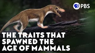 The Traits That Spawned the Age of Mammals [upl. by Wun]