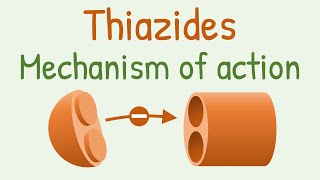 Thiazides mechanism of action [upl. by Frohne]