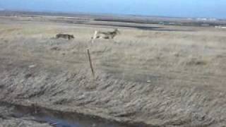 Weimaraner Vs Deer [upl. by Entruoc81]