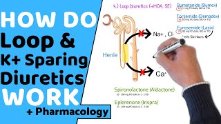 How do Loop amp Potassium Sparing Diuretics Work  Pharmacology [upl. by Foushee]