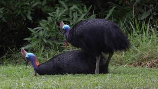 Southern Cassowary Mating behavior in 4K [upl. by Ahcurb]