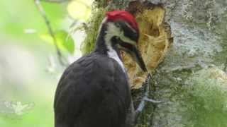 Pileated woodpecker [upl. by Annoiek]