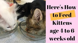 What amp How to Feed Kittens age 4 to 6 Weeks old [upl. by Essa]