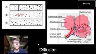 Transport Across Cell Membranes [upl. by Atterbury968]