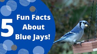 5 Fun Facts About Blue Jays [upl. by Rasaec]