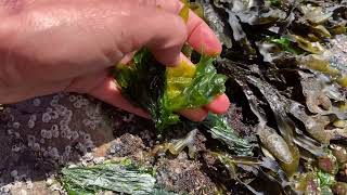 How to harvest seaweed in the Pacific Northwest [upl. by Annaeoj98]