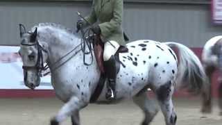 Scottish Appaloosa Breed Show 2014 [upl. by Odrahcir123]