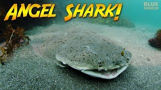 Natures Perfect Ambush Predator The Angel shark [upl. by Coleville]