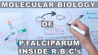 Molecular Biology of PFalciparum Inside Erythrocytes [upl. by Assyla89]