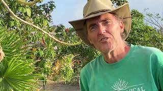 In the Garden with Dewey The Giant Milkweed Calotropis Gigantea [upl. by Jeaz859]