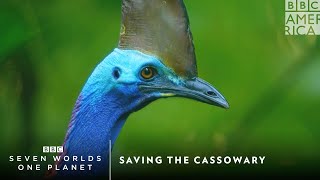 Saving the Cassowary  Seven Worlds One Planet  BBC America [upl. by Kiah192]