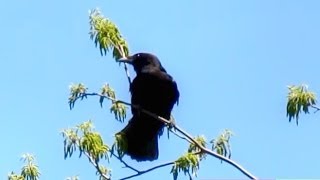 American Crow Calling [upl. by Ahders128]