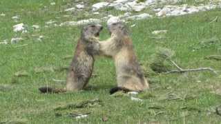 Combat de marmottes [upl. by Erl]