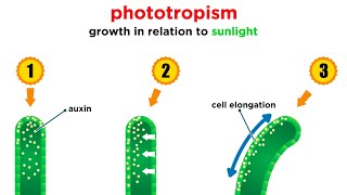 Mechanisms of Plant Growth [upl. by Tamar]