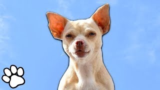 100 Sassy Chihuahuas  Funny Dog Compilation [upl. by Juanne]