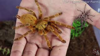 🕷 Tarántula Babuina de Usambara Pterinochilus murinus 🕷  OBT Cuidados Infoetc 🕸 [upl. by Sadye]