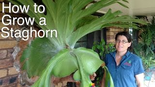 Grow a Staghorn Fern on your Veranda House or Tree in Australia [upl. by Trula]