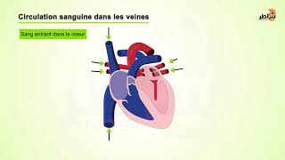 La circulation sanguine [upl. by Jerome]