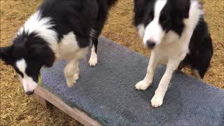 Border Collies at Play [upl. by Haslett679]