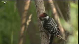 Male Nuttalls Woodpecker [upl. by Noit]