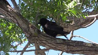 American Crow Rattle Vocalization [upl. by Emelita930]