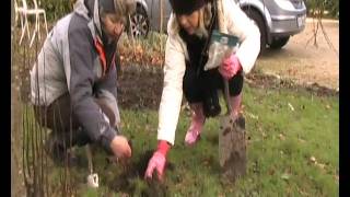 Planting Snowdrop bulbs Galanthus nivalis [upl. by Idissak]