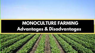 Monoculture Advantages and Disadvantages of Monoculture Farming [upl. by Maleeny]