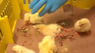 Baby Chicks Ground Up Alive [upl. by Amadis]