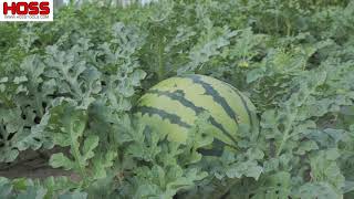 Tricks to Growing Watermelons [upl. by Etnod]