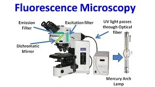 Fluorescence Microscopy [upl. by Seana]