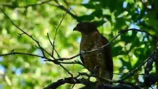 Broadwinged Hawk Calling [upl. by Neret]