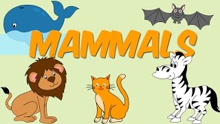 Mammals  Learn About Animals For Kids [upl. by Olinad969]