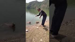 Hari Pur Tarbela Dam fish 🐟 [upl. by Ormond]