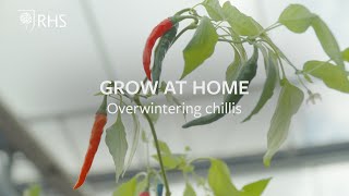 Overwintering chillis  Grow at Home  RHS [upl. by Sanez]