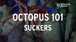 Octopus 101  Suckers [upl. by Dumond600]