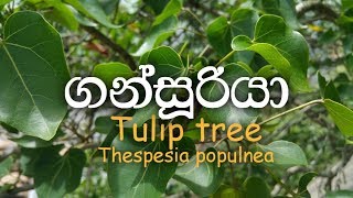 Gansuriya  Gansooriya  Tulip tree  Portia  Thespesia populnea  Ayurvedic plants [upl. by Heddie550]