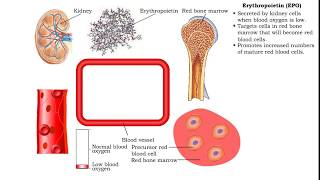 Red Blood Cells  Erythropoietin EPO [upl. by Wyne940]