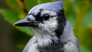 Blue Jay Call [upl. by Filberte]