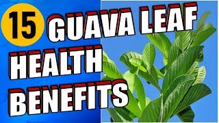 15 Health Benefits Of Guava Leaves That You Should Know [upl. by Stone980]