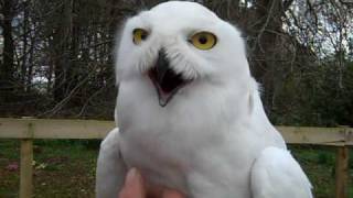 Harry Potter owls Hedwig and Errol in Aberdeenshire [upl. by Assirehc376]