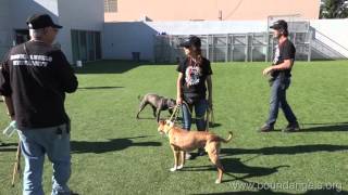 Dog to Dog Interaction and Corrections Bound Angels University [upl. by Neelhtac]