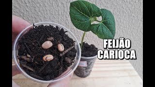 COMO GERMINAR FEIJÃO CARIOCA [upl. by Stillas478]