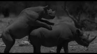 Rhino Love Caught On Camera  Africa  BBC Earth [upl. by Gurevich389]