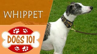 Dogs 101  WHIPPET  Top Dog Facts About the WHIPPET [upl. by Knuth]