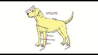 Directional Terms Used in Animal Anatomy [upl. by Odessa331]