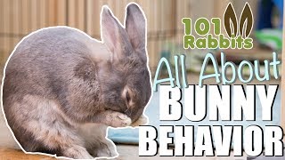 ALL ABOUT BUNNY BEHAVIOR 🐰 [upl. by Simmonds]