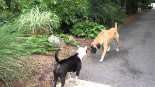 Pit bull vs Bull Mastiff [upl. by Padgett487]